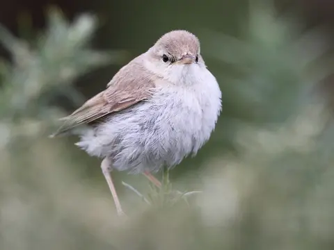 Booted Warbler