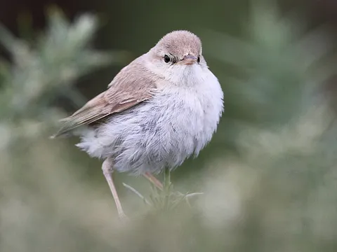 Booted Warbler