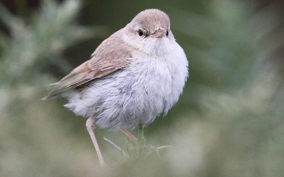 Booted Warbler
