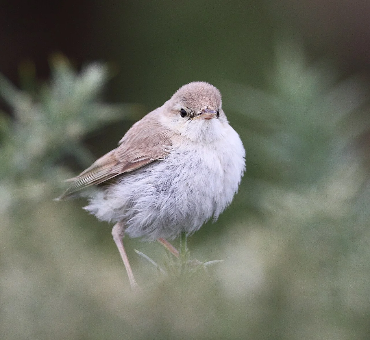 Booted Warbler