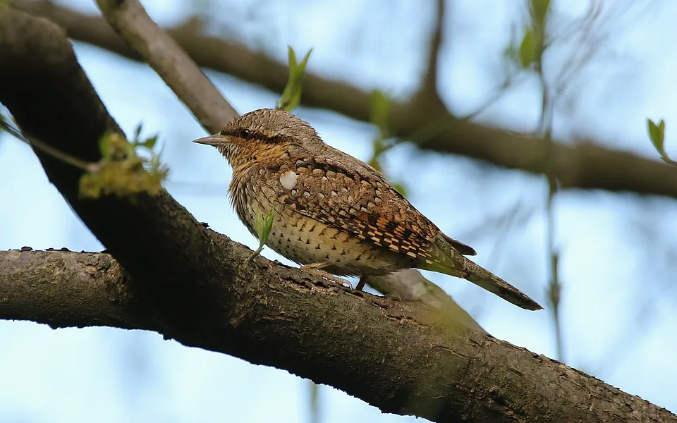 Eurasian Wryneck (Jynx torquilla) — photo 1 of 5