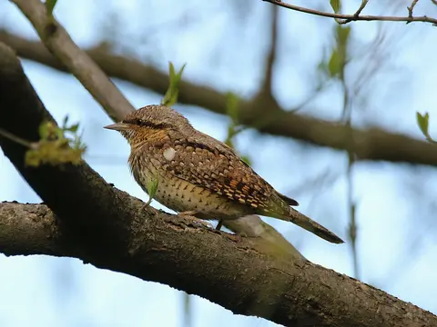 Eurasian Wryneck