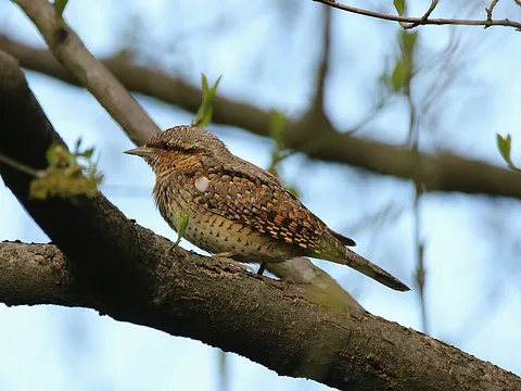 Eurasian Wryneck