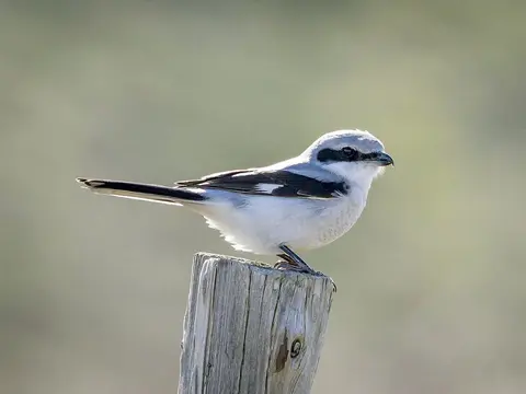 Great Gray Shrike