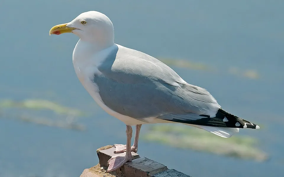European Herring Gull (Larus argentatus) — photo 1 of 5