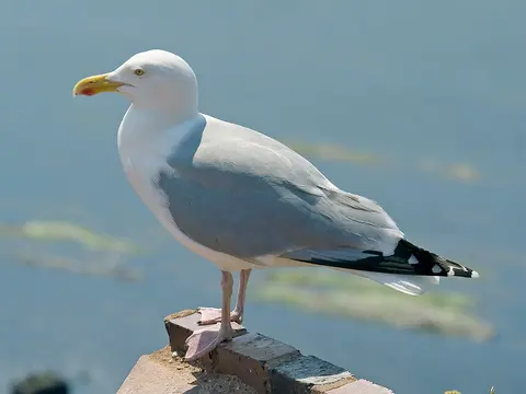 Серебристая чайка