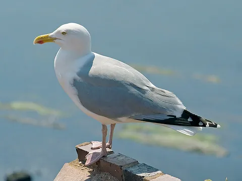 European Herring Gull