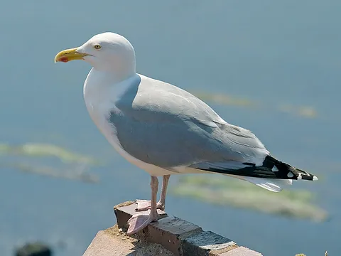 Серебристая чайка