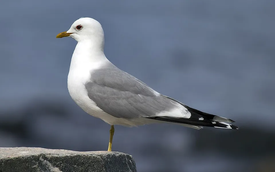 Common Gull (Larus canus) — photo 1 of 6