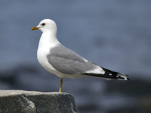 Common Gull