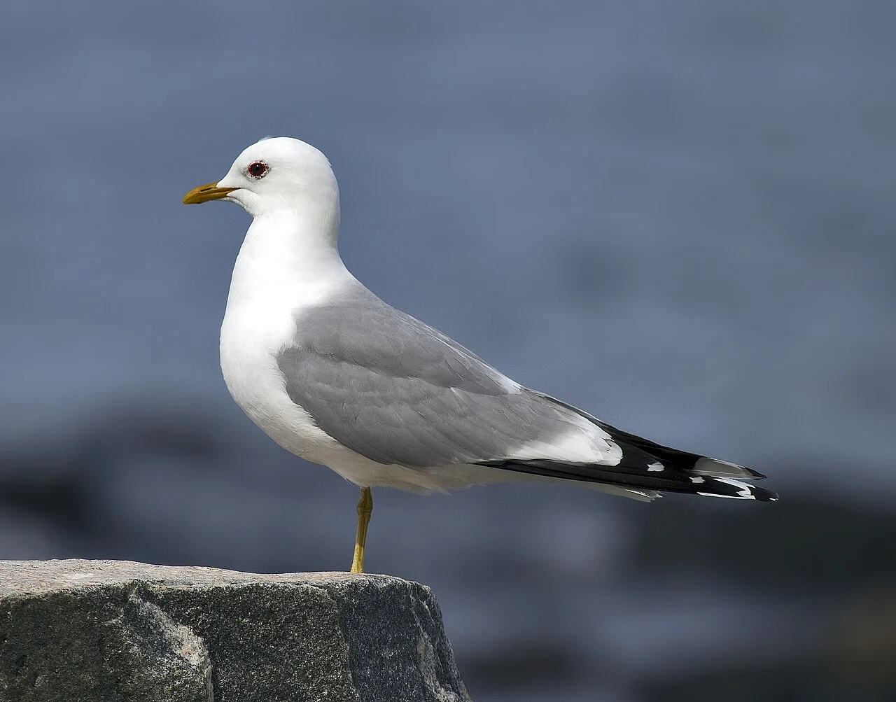 Common Gull (Larus canus) — photo 1 of 6
