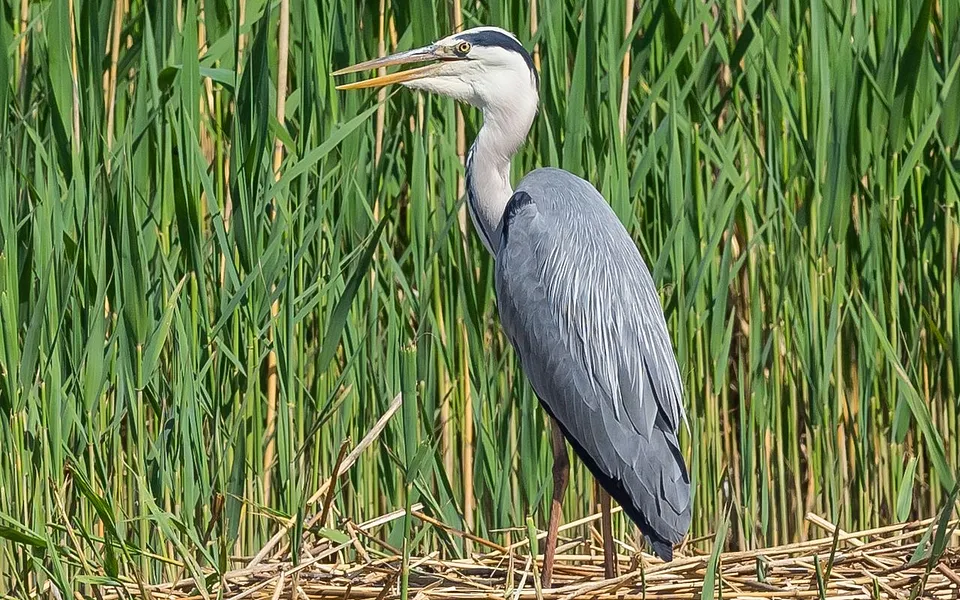 Gray Heron (Ardea cinerea) — photo 1 of 6