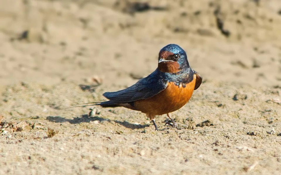 Barn Swallow (Hirundo rustica) — photo 1 of 5
