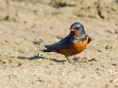 Barn Swallow