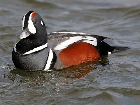 Harlequin Duck