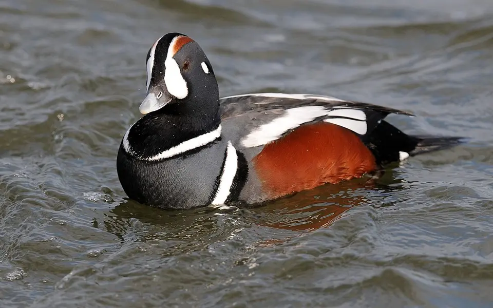 Harlequin Duck (Histrionicus histrionicus) — photo 1 of 4