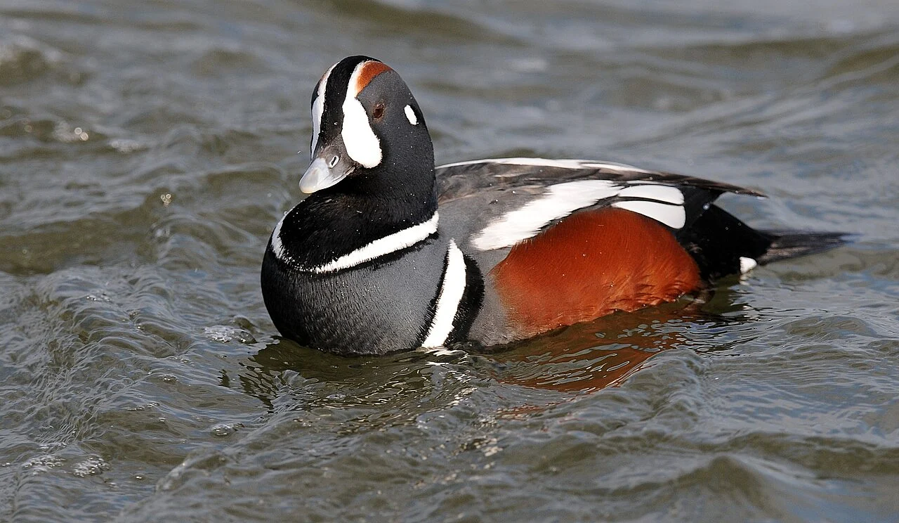 Harlequin Duck (Histrionicus histrionicus) — photo 1 of 4