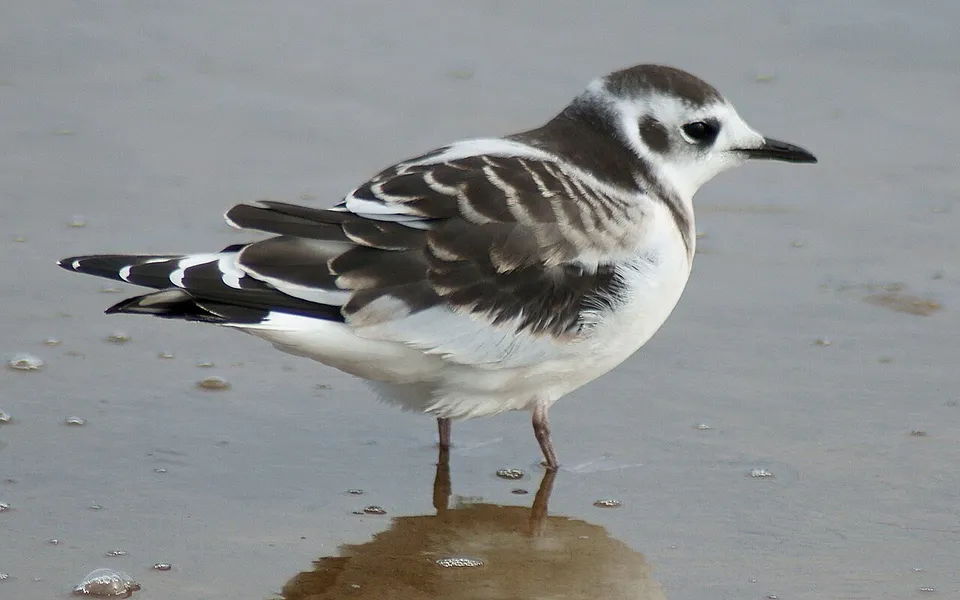 Little Gull (Hydrocoloeus minutus) — photo 3 of 4