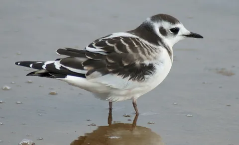 Little Gull (Hydrocoloeus minutus) — photo 3 of 4