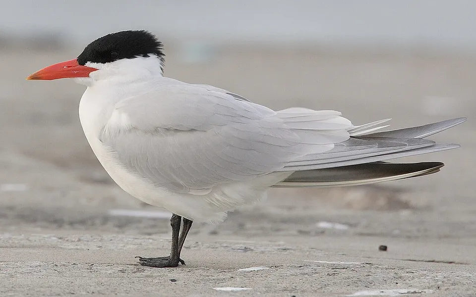 Caspian Tern