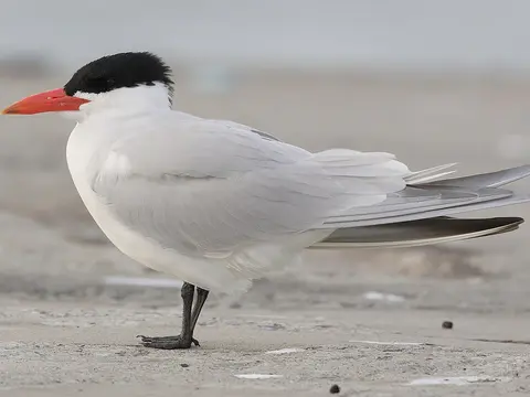 Caspian Tern
