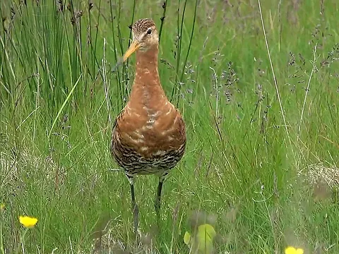 Black-tailed Godwit