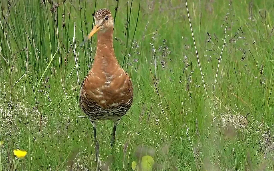 Black-tailed Godwit (Limosa limosa) — photo 1 of 6