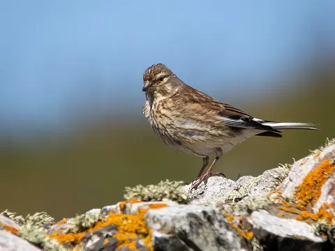 Eurasian Linnet