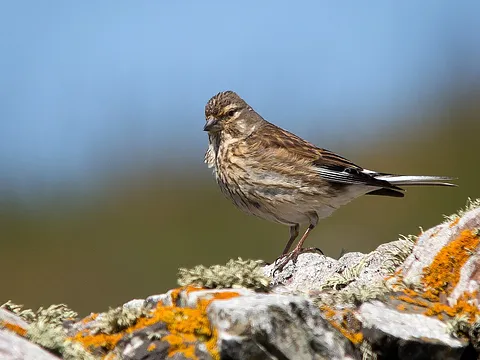 Eurasian Linnet