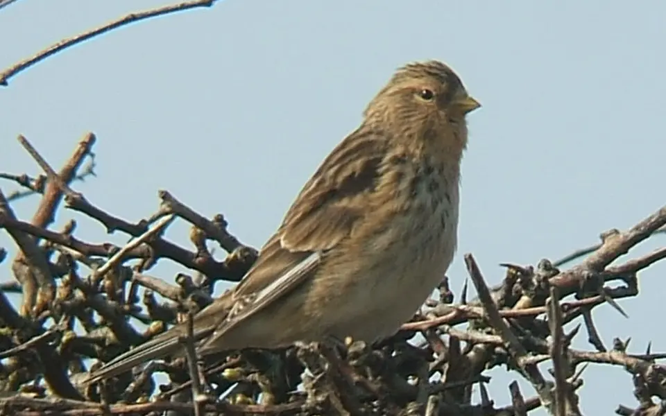 Twite (Linaria flavirostris) — photo 1 of 5