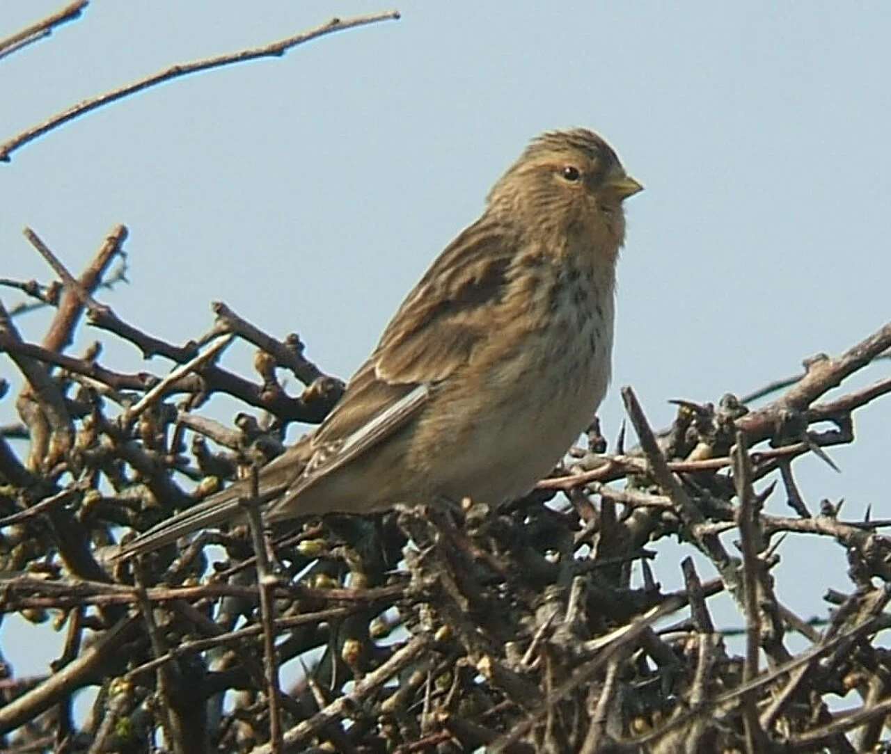 Twite (Linaria flavirostris) — photo 1 of 5