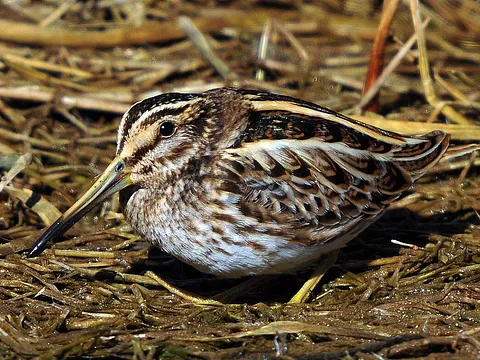 Jack Snipe