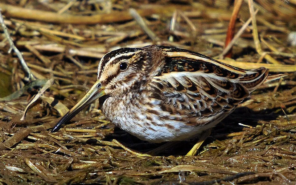 Jack Snipe
