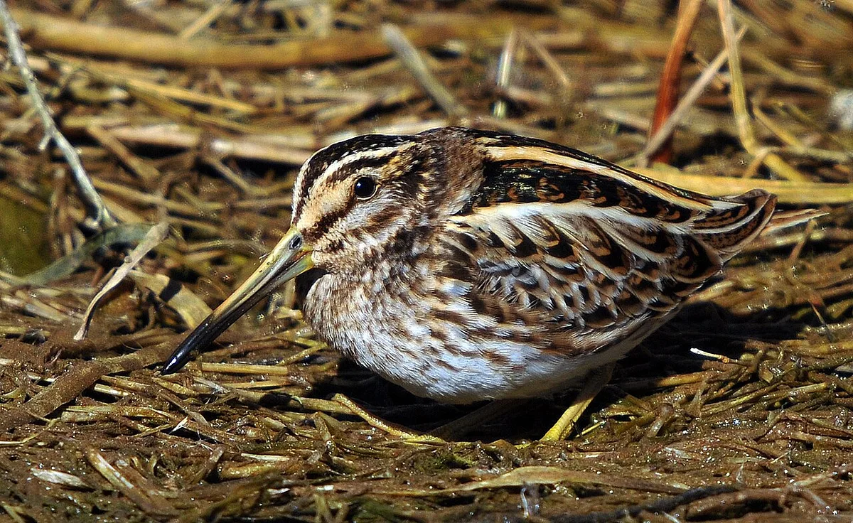 Jack Snipe
