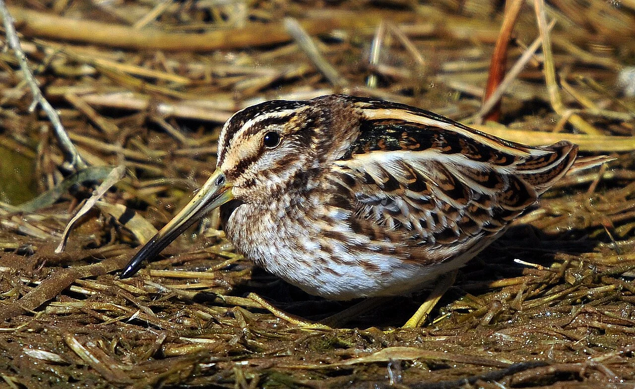 Jack Snipe