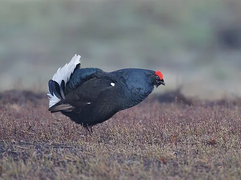 Black Grouse