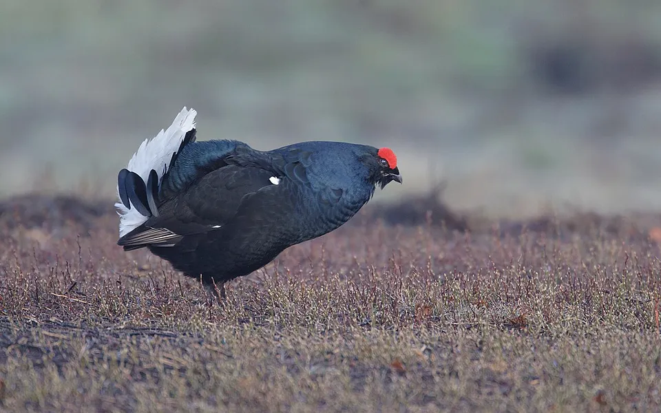 Black Grouse