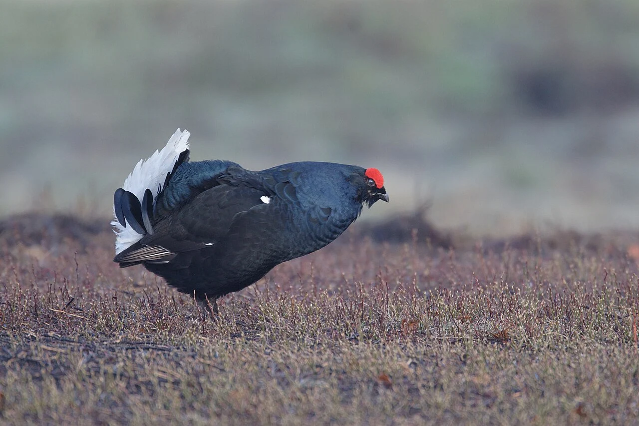 Black Grouse (Lyrurus tetrix) — photo 1 of 3