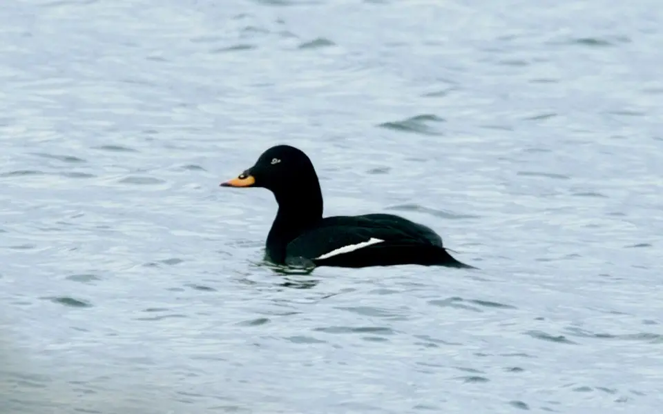 Velvet Scoter (Melanitta fusca) — photo 1 of 6