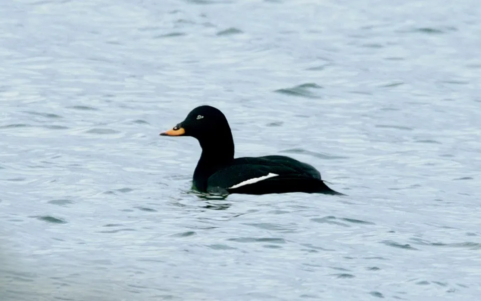 Velvet Scoter