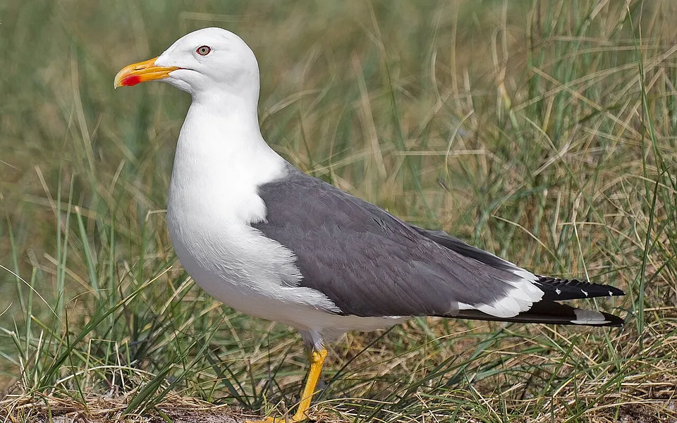 Lesser Black-backed Gull (Larus fuscus) — photo 1 of 3