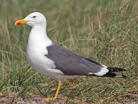 Lesser Black-backed Gull
