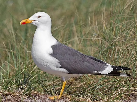 Клуша