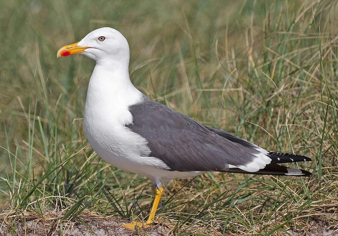 Клуша