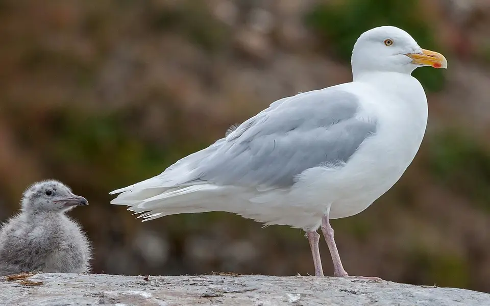 Glaucous Gull (Larus hyperboreus) — photo 1 of 6