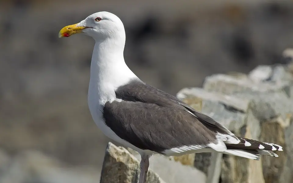 Great Black-backed Gull (Larus marinus) — photo 1 of 5