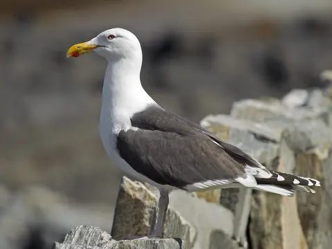 Great Black-backed Gull