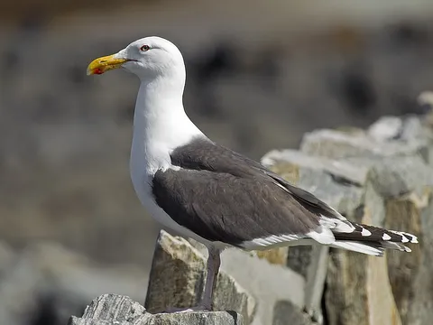 Great Black-backed Gull
