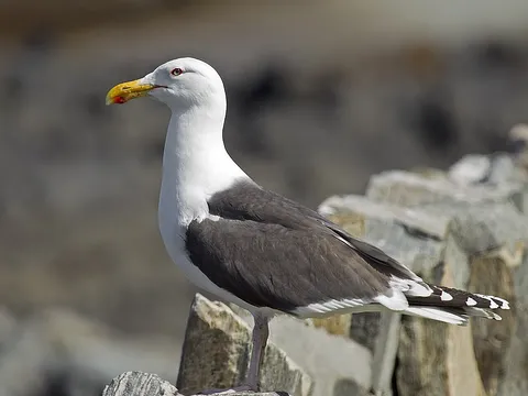 Морская чайка