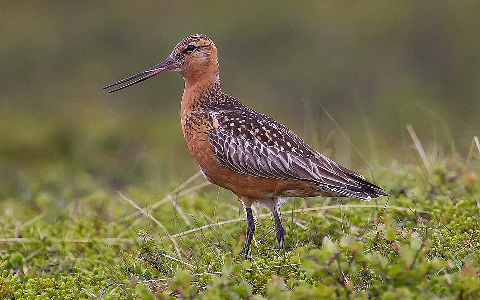 Bar-tailed Godwit (Limosa lapponica) — photo 1 of 3